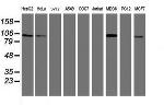DPP9 Antibody in Western Blot (WB)