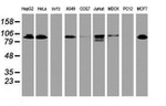 DPP9 Antibody in Western Blot (WB)