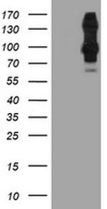 DPP9 Antibody in Western Blot (WB)