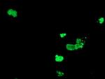 DPPA4 Antibody in Immunocytochemistry (ICC/IF)