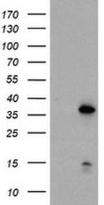 DPPA4 Antibody in Western Blot (WB)