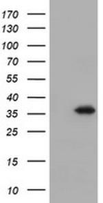 DPPA4 Antibody in Western Blot (WB)