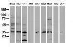 DPPA4 Antibody in Western Blot (WB)