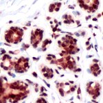 DRAK2 Antibody in Immunohistochemistry (IHC)