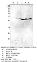C1orf187 Polyclonal Antibody