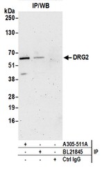 DRG2 Antibody in Immunoprecipitation (IP)