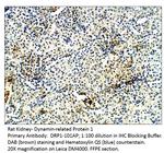 DRP1 Polyclonal Antibody