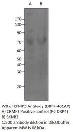 CRMP3 Polyclonal Antibody