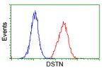 DSTN Antibody in Flow Cytometry (Flow)