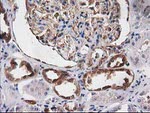 DSTN Antibody in Immunohistochemistry (Paraffin) (IHC (P))