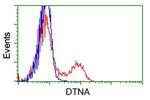 DTNA Antibody in Flow Cytometry (Flow)