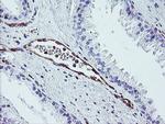 DTNB Antibody in Immunohistochemistry (Paraffin) (IHC (P))