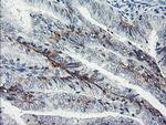 DTNB Antibody in Immunohistochemistry (Paraffin) (IHC (P))