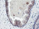 DTNB Antibody in Immunohistochemistry (Paraffin) (IHC (P))
