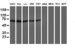 DTNB Antibody in Western Blot (WB)