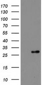DTYMK Antibody in Western Blot (WB)