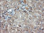 DUPD1 Antibody in Immunohistochemistry (Paraffin) (IHC (P))