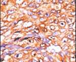 DUSP10 Antibody in Immunohistochemistry (IHC)