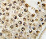 DUSP10 Antibody in Immunohistochemistry (IHC)