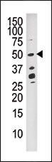 DUSP10 Antibody in Western Blot (WB)