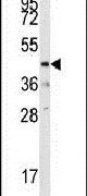 DUSP10 Antibody in Western Blot (WB)