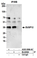 DUSP12 Antibody in Western Blot (WB)