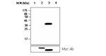 DUSP12 Antibody in Western Blot (WB)