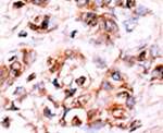 DUSP15 Antibody in Immunohistochemistry (IHC)