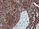 DUSP23 Antibody in Immunohistochemistry (Paraffin) (IHC (P))