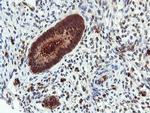 DUSP23 Antibody in Immunohistochemistry (Paraffin) (IHC (P))