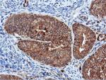 DUSP23 Antibody in Immunohistochemistry (Paraffin) (IHC (P))