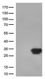 DUSP3 Antibody in Western Blot (WB)
