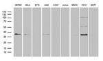 DUSP5 Antibody in Western Blot (WB)