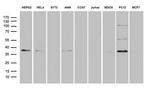 DUSP5 Antibody in Western Blot (WB)