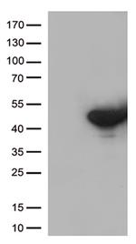 DUSP5 Antibody in Western Blot (WB)