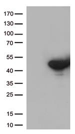DUSP5 Antibody in Western Blot (WB)