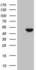 DUSP5 Antibody in Western Blot (WB)