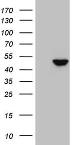 DUSP5 Antibody in Western Blot (WB)