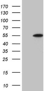 DUSP5 Antibody in Western Blot (WB)