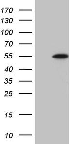 DUSP5 Antibody in Western Blot (WB)