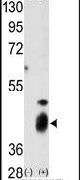 DUSP7 Antibody in Western Blot (WB)