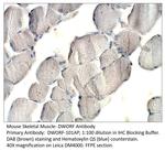 DWORF Polyclonal Antibody