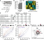 DYKDDDDK Tag Antibody in Western Blot (WB)