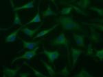 DYNC1LI1 Antibody in Immunocytochemistry (ICC/IF)