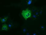 DYNC1LI1 Antibody in Immunocytochemistry (ICC/IF)