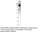 DYRK1 Polyclonal Antibody