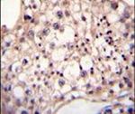 DYRK2 Antibody in Immunohistochemistry (IHC)