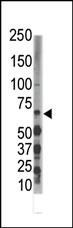 DYRK3 Antibody in Western Blot (WB)
