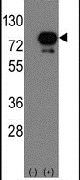 DEAF1 Antibody in Western Blot (WB)