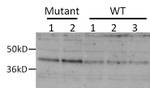 DEGS1 Antibody in Western Blot (WB)